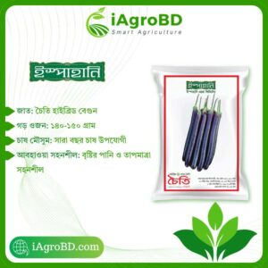 Chaiti hybrid Brinjal seed